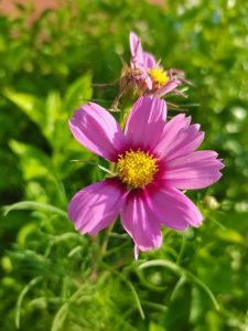 87e233b8a1ddd303d8f59f16d1101c30