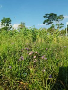 8e6c1daf7c906d93ae867797466dc252