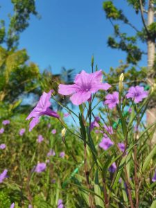 9f941022529fefd07319f2e3fe5db8d4